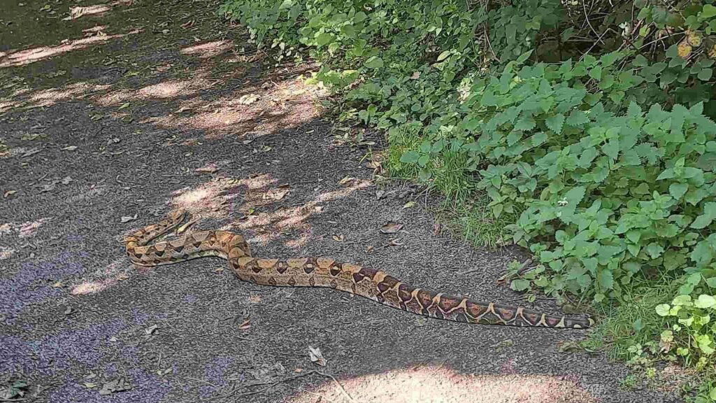 Boa Snake Sighting at Colwick Country Park